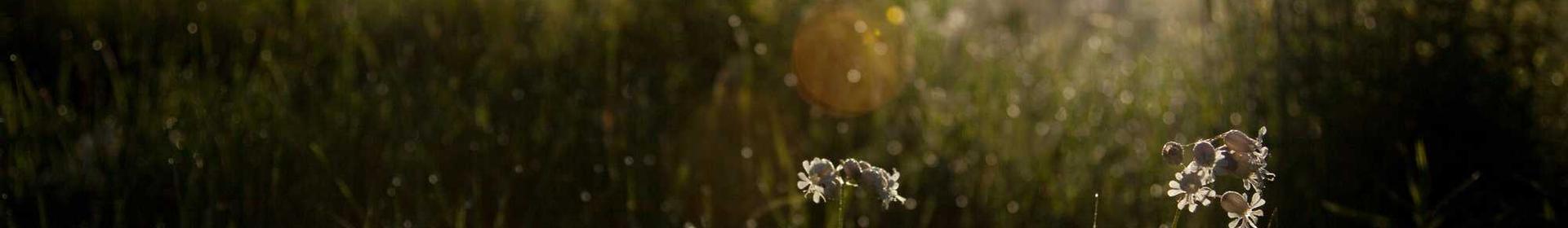 樱桃视频轮播图2